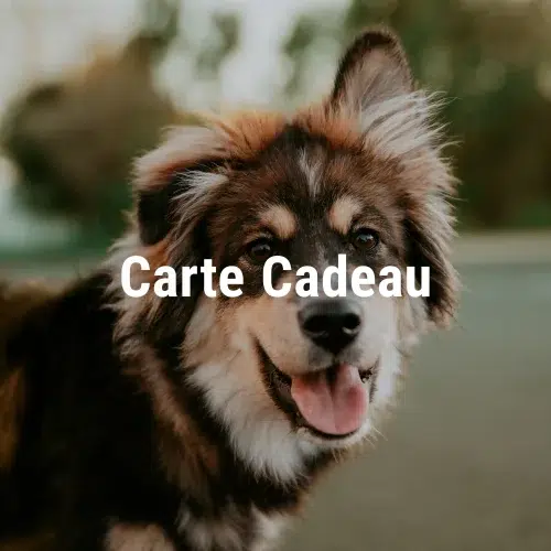 Bon cadeau – Shooting animaux